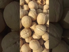 ГРЕЦКИЙ ОРЕХ