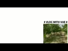 ГРЕЦКИЙ ОРЕХ